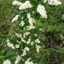 白檀苗阳台庭院美化风景苗