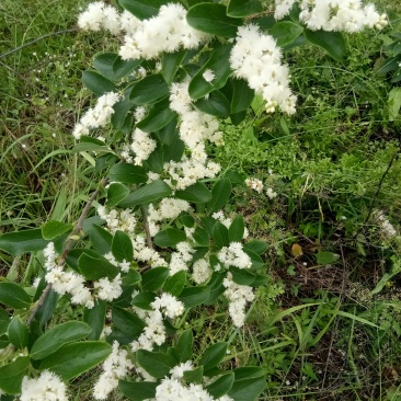 白檀苗阳台庭院美化风景苗