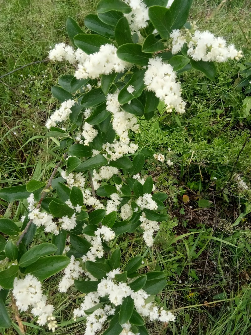 白檀苗阳台庭院美化风景苗