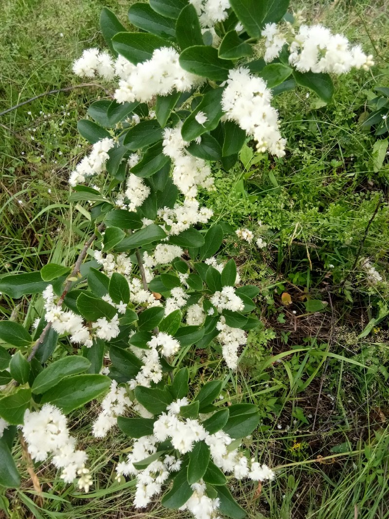 白檀苗阳台庭院美化风景苗