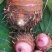 河南南阳,500亩金香芋，奉化香芋上市中,红香芋量大。