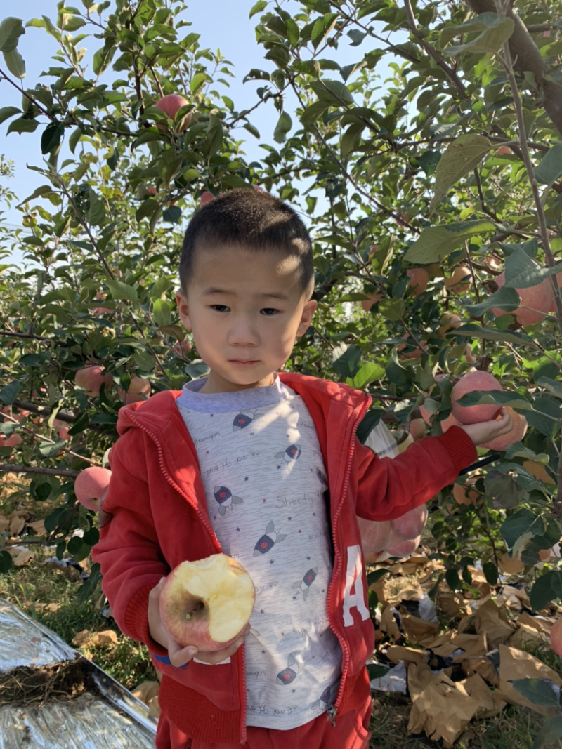 红富士苹果树苗，包品种，包成活现挖现发品种正宗