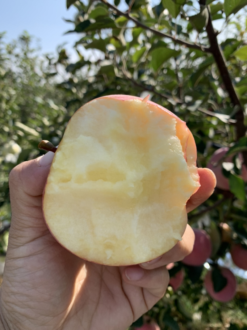 红富士苹果树苗，包品种，包成活现挖现发品种正宗
