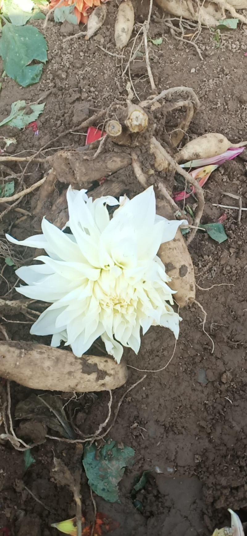 精品大丽花量大从优欢迎各位老板选购