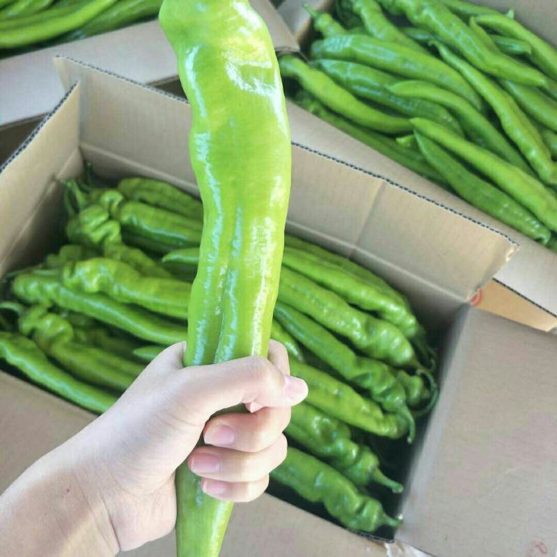 农联社老贺果蔬购销大量供应辣椒