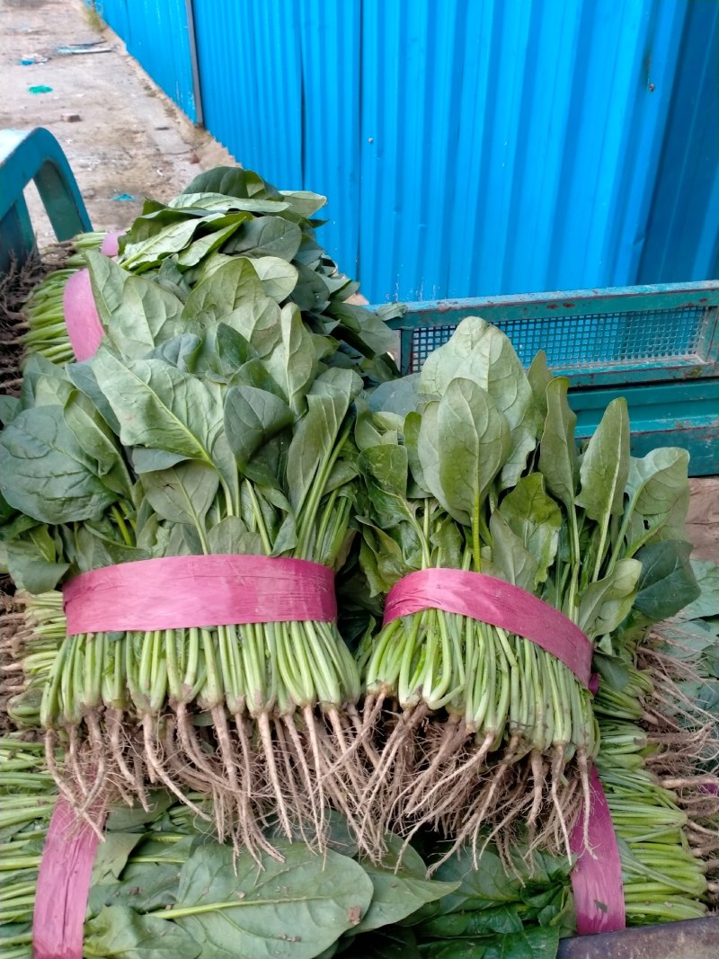 精品菠菜产地直供一手货源全国发货中