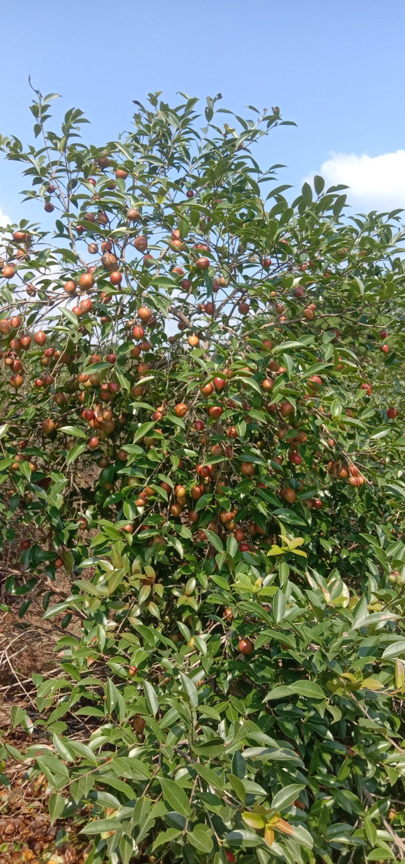 2020油茶鲜果预订中