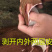 广西食用无毒面包木薯红皮白肉木薯糖水木薯五斤包邮多省