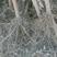 平欧大果榛子树苗当年苗，80~100cm