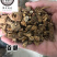 百部百步实物拍摄百部保庆药业批发百步