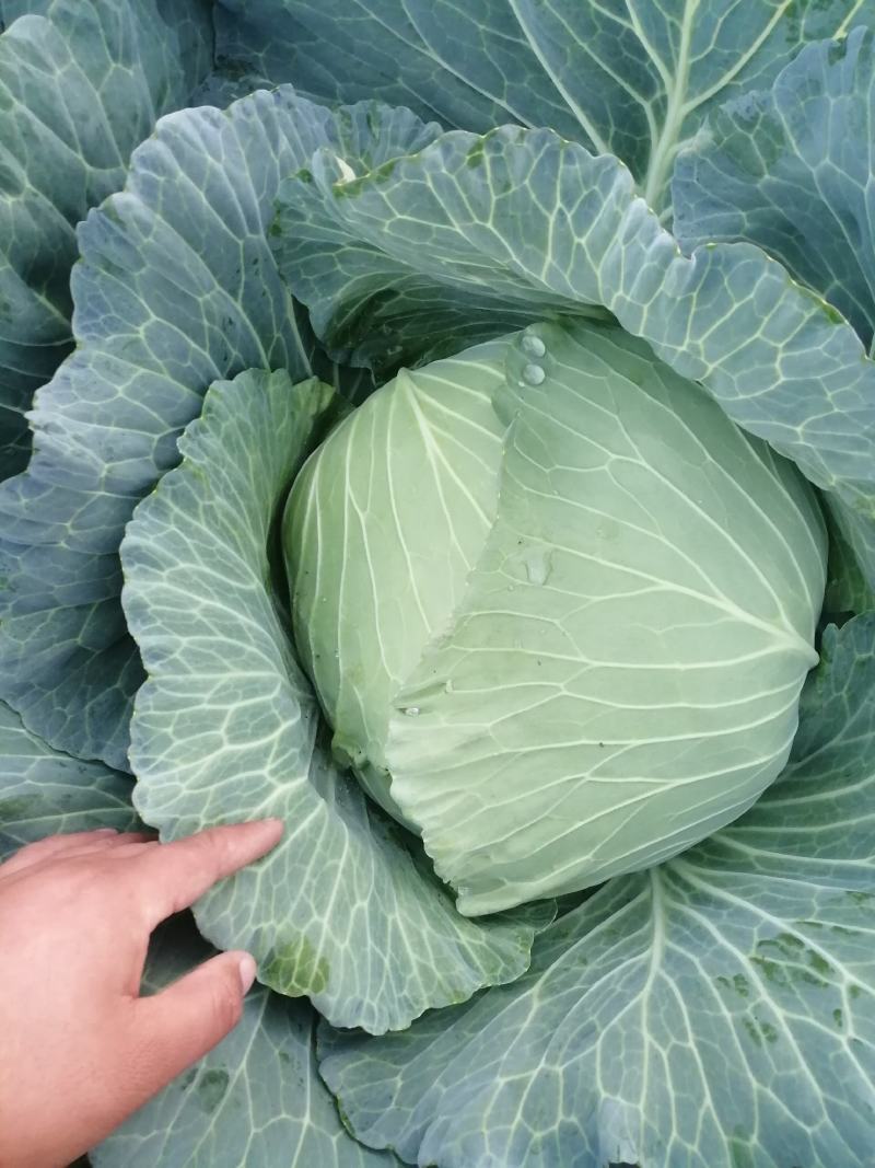 河南开封周口圆甘蓝扁包菜陆续大量上市求合作
