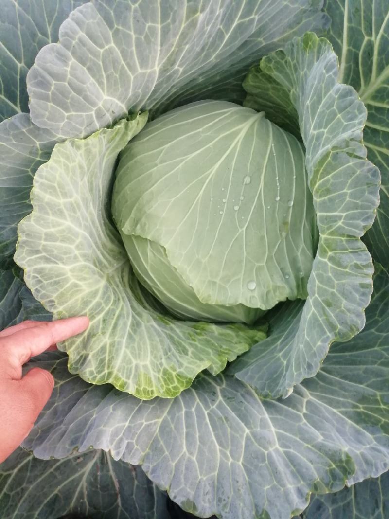 河南开封周口圆甘蓝扁包菜陆续大量上市求合作