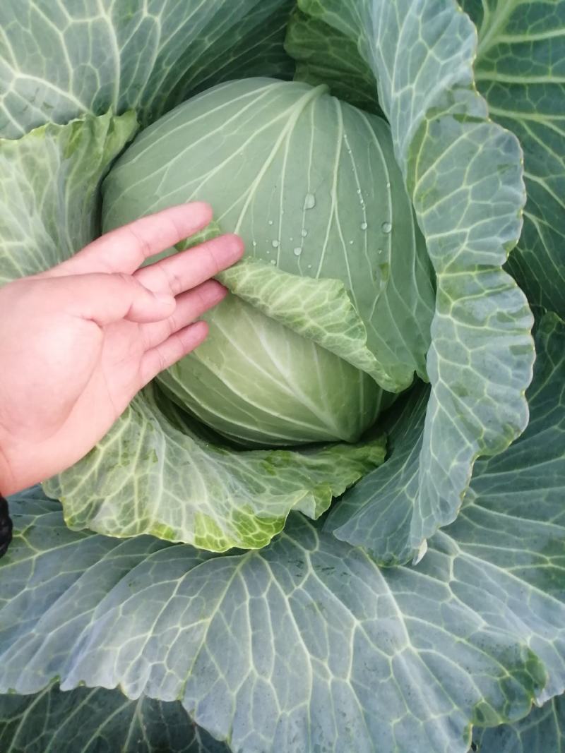 河南开封周口圆甘蓝扁包菜陆续大量上市求合作
