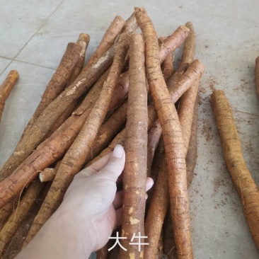 牛大力，中叶牛大力牛大力牛大力