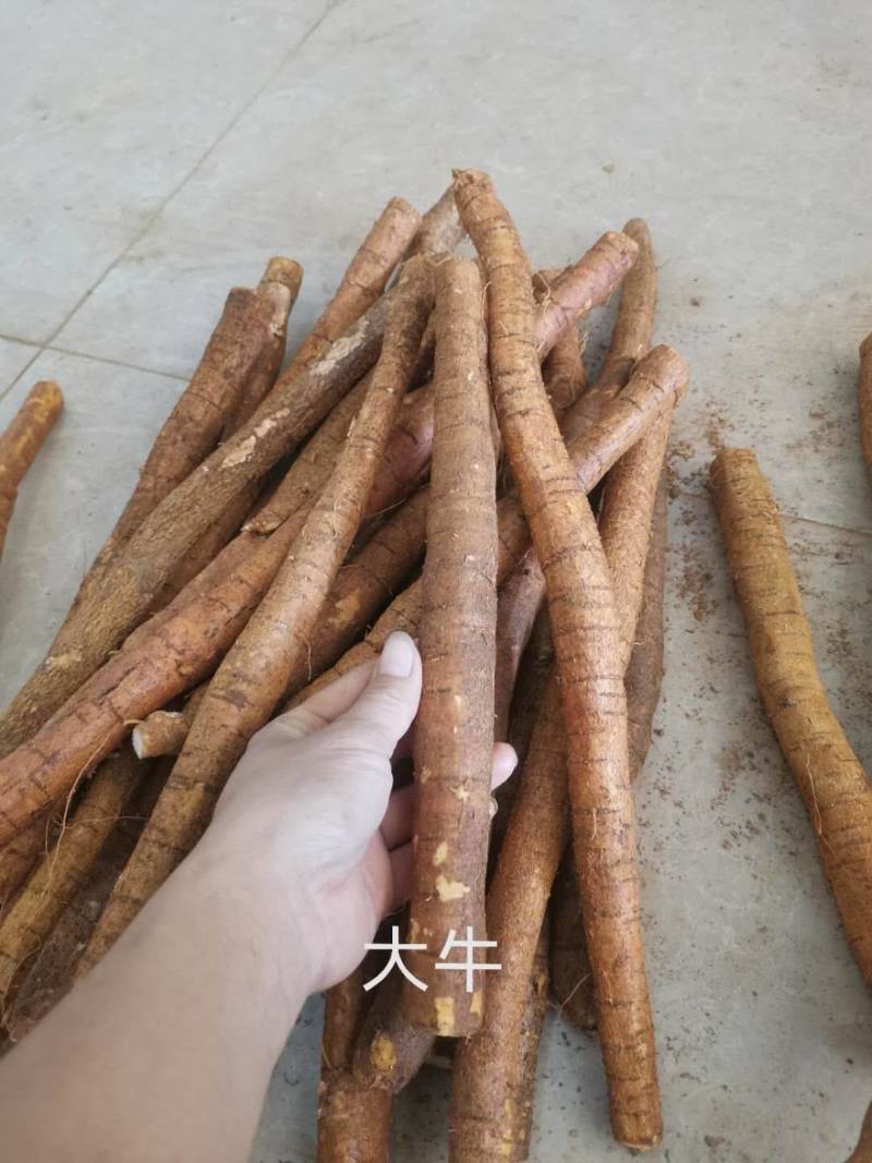 牛大力，中叶牛大力牛大力牛大力