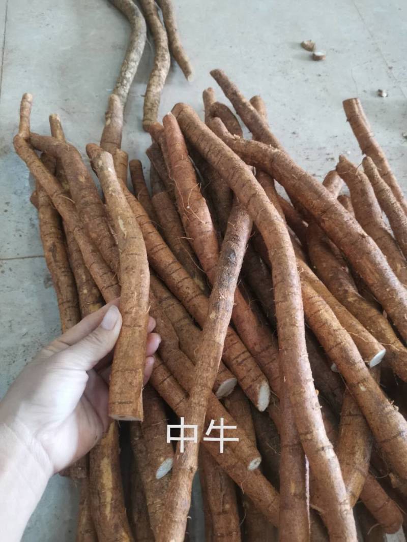 牛大力，中叶牛大力牛大力牛大力