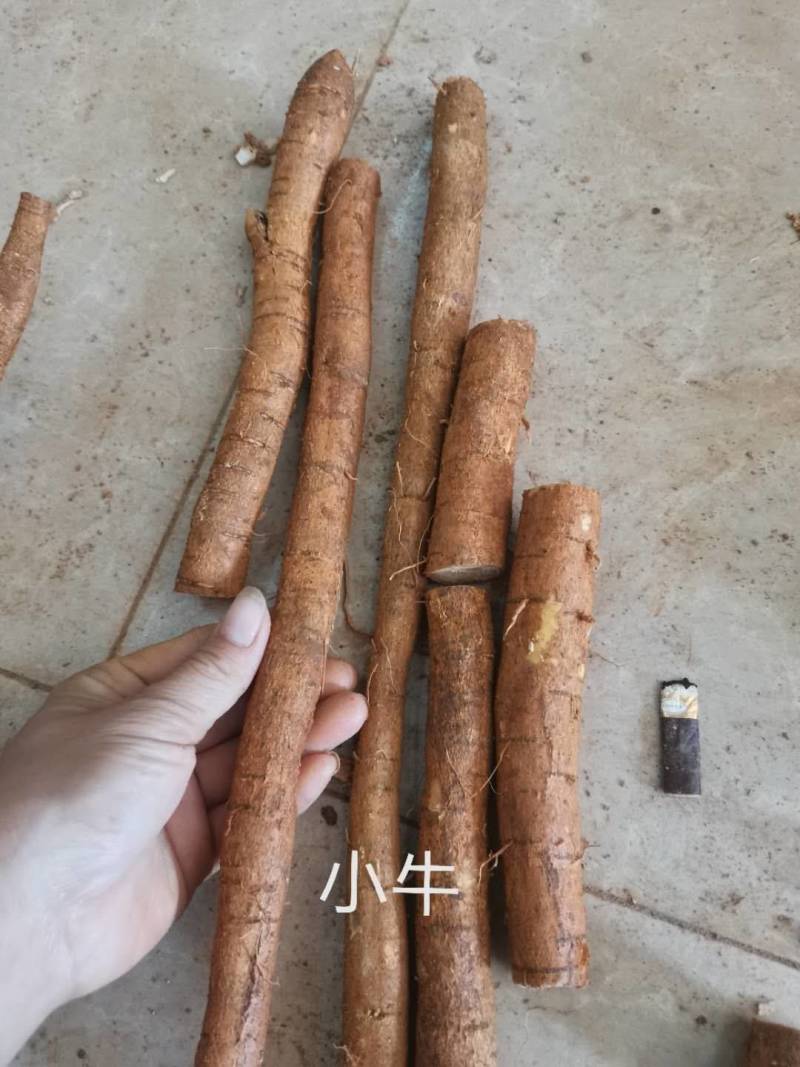 牛大力，中叶牛大力牛大力牛大力