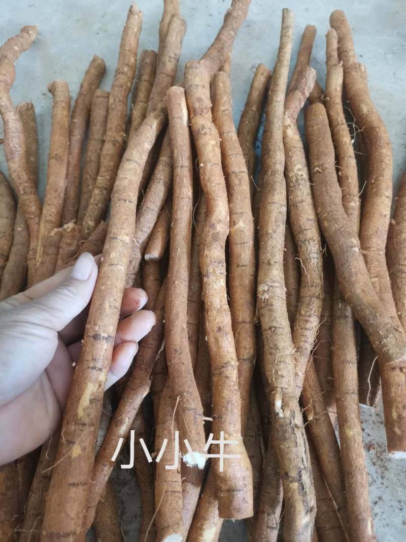 牛大力，中叶牛大力牛大力牛大力