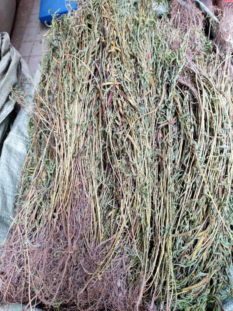 野生中药材，新货软肝草铁甲草益肝草乙肝草