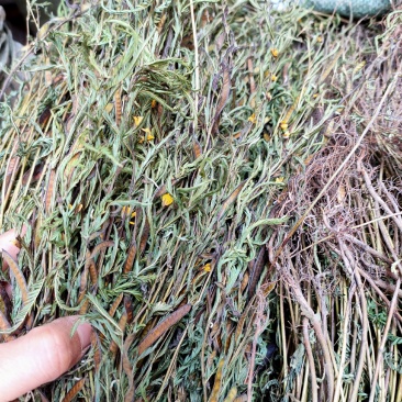 野生中药材，新货软肝草铁甲草益肝草乙肝草