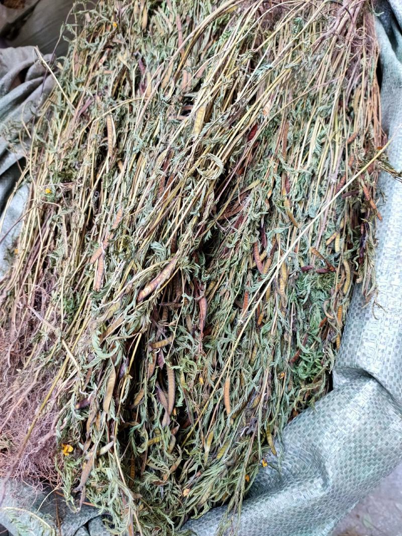 野生中药材，新货软肝草铁甲草益肝草乙肝草