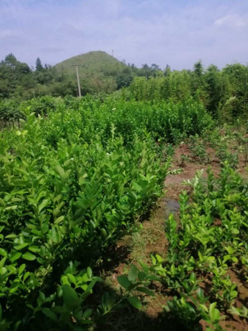 纯种广东无籽香水苗大量有货品质保证欢迎选够