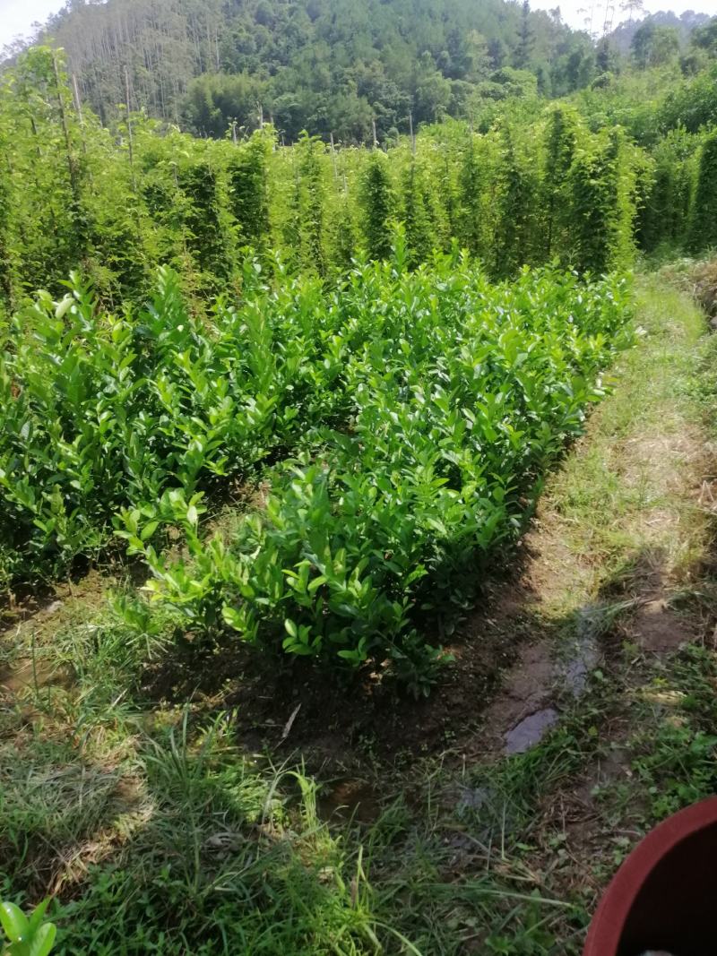 纯种广东无籽香水苗大量有货品质保证欢迎选够