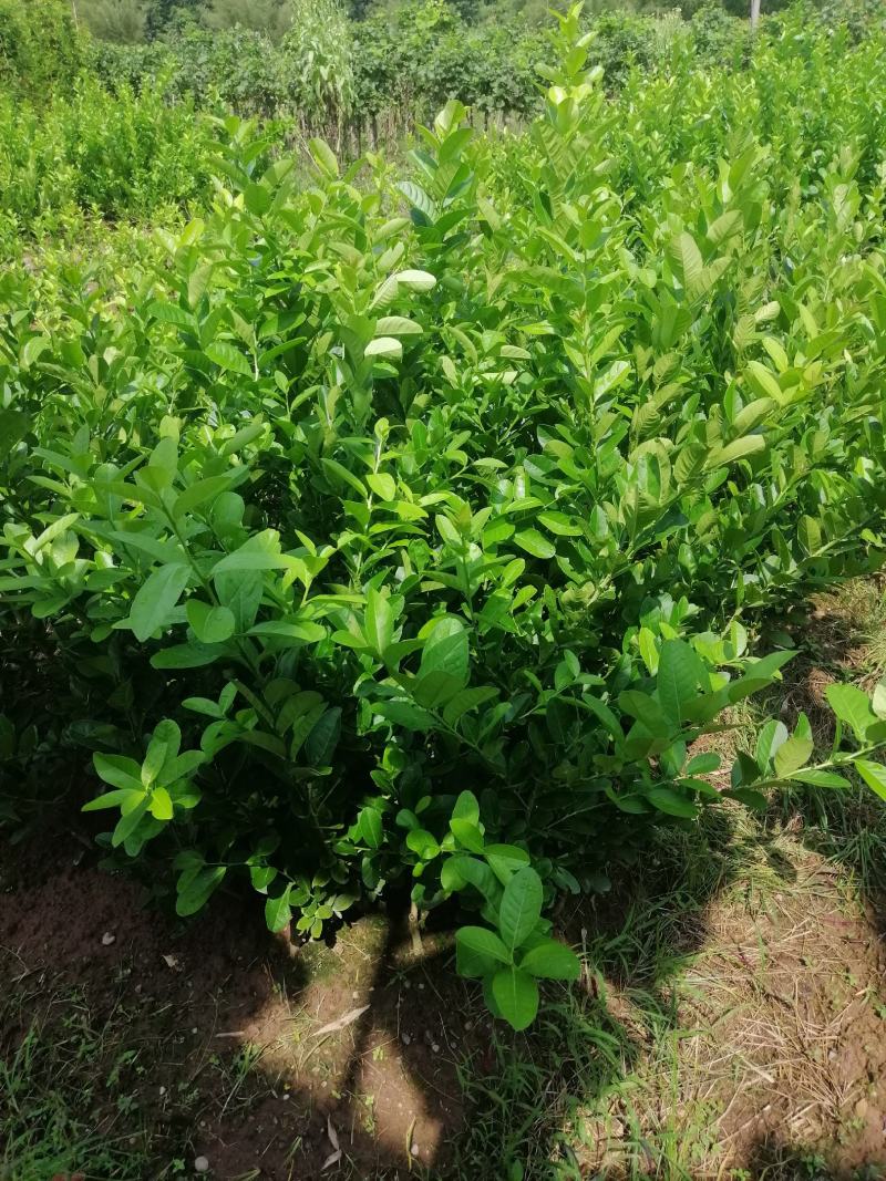 纯种广东无籽香水苗大量有货品质保证欢迎选够