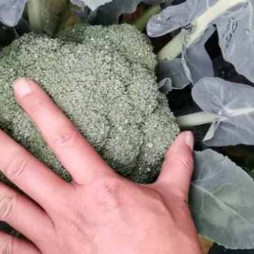河南周口优质西兰花陆续开始大量上市求合作