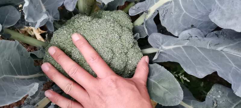 河南周口优质西兰花陆续开始大量上市求合作