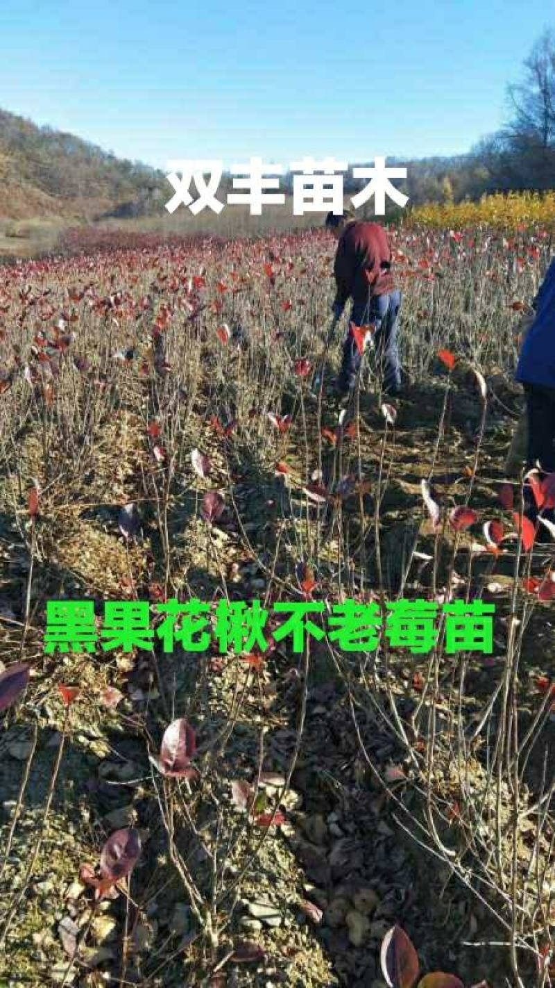 黑果花楸苗。基地大量出售黑果花楸苗。需要的联系。