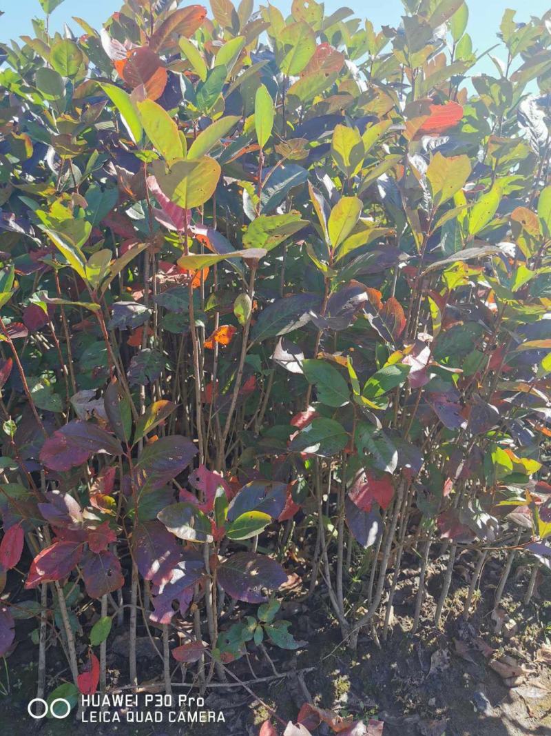 黑果花楸苗。基地大量出售黑果花楸苗。需要的联系。