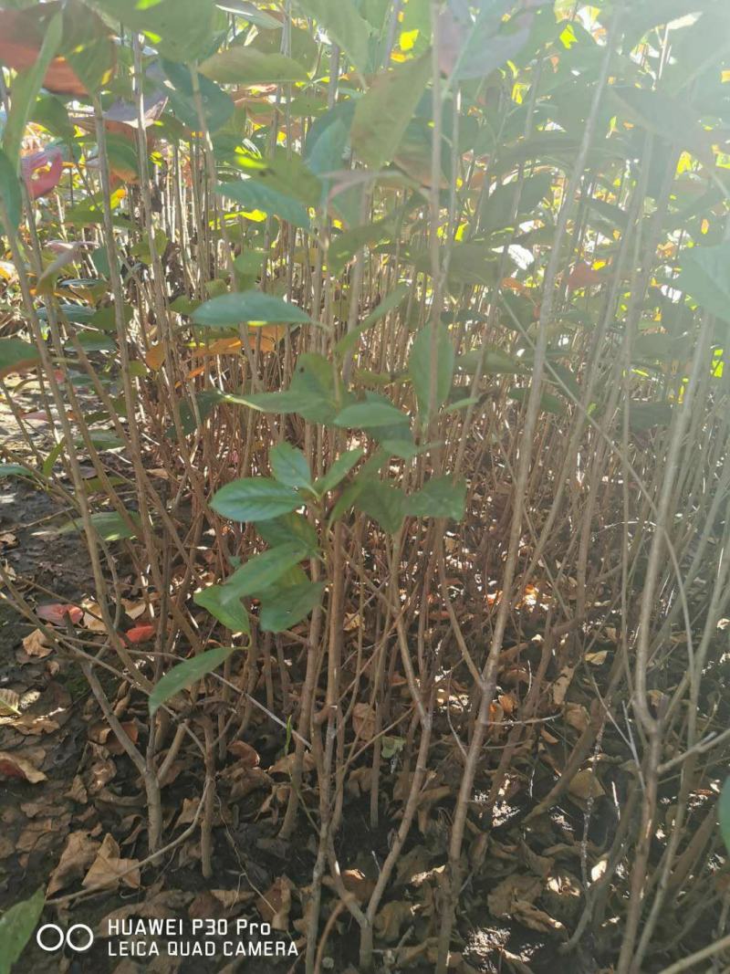 黑果花楸苗。基地大量出售黑果花楸苗。需要的联系。