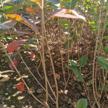 黑果花楸苗。基地大量出售黑果花楸苗。需要的联系。