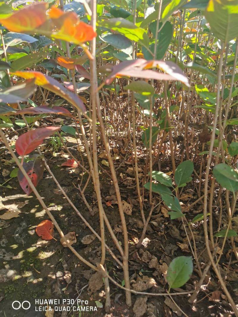 黑果花楸苗。基地大量出售黑果花楸苗。需要的联系。