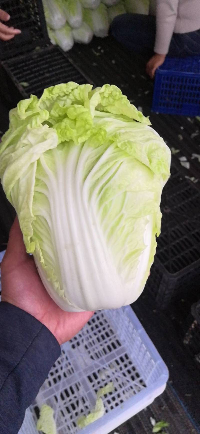 夏阳白菜，黄心白菜，大白菜，产地直发可视频看货，质量保证