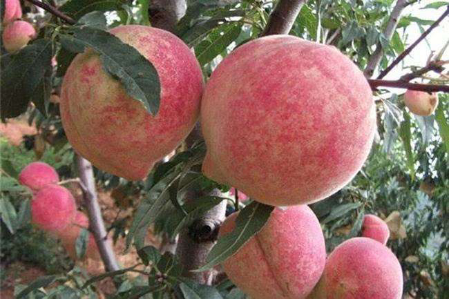 一片整齐的映雪红桃标准化果园,树形为Y字形整形,行距4米×株距2米,地面覆盖防草布,配备滴灌系统,背景为丘陵地形,春季开花期,桃花盛开呈粉红色海洋 映雪红桃果园航拍图