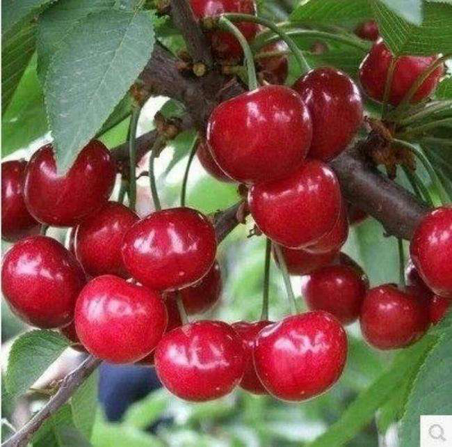 美早樱桃果园实景