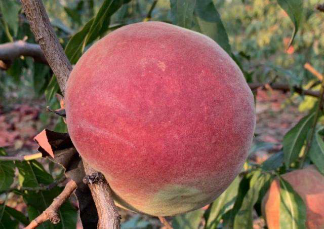 一颗成熟的秋彤桃特写,果实呈圆形,果面大部分为红晕覆盖,底色金黄,果粉均匀,切开后果肉为亮黄色,汁水丰富,核小离核,旁边摆放尺子显示直径约8厘米 秋彤桃果实特写