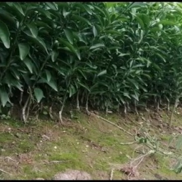 嫁接沃柑苗，耙耙柑苗，爱媛苗，脐橙苗等柑橘苗