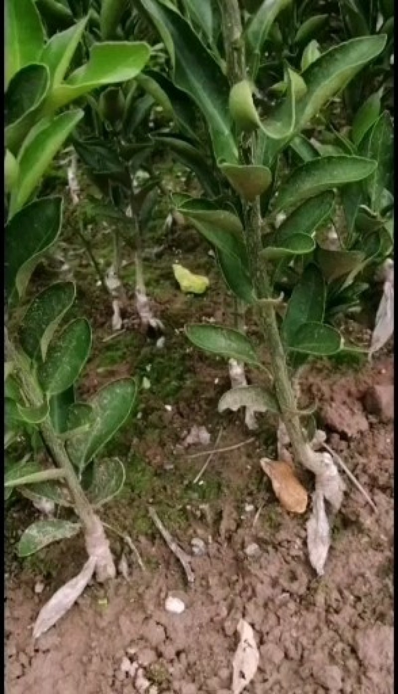 嫁接沃柑苗，耙耙柑苗，爱媛苗，脐橙苗等柑橘苗