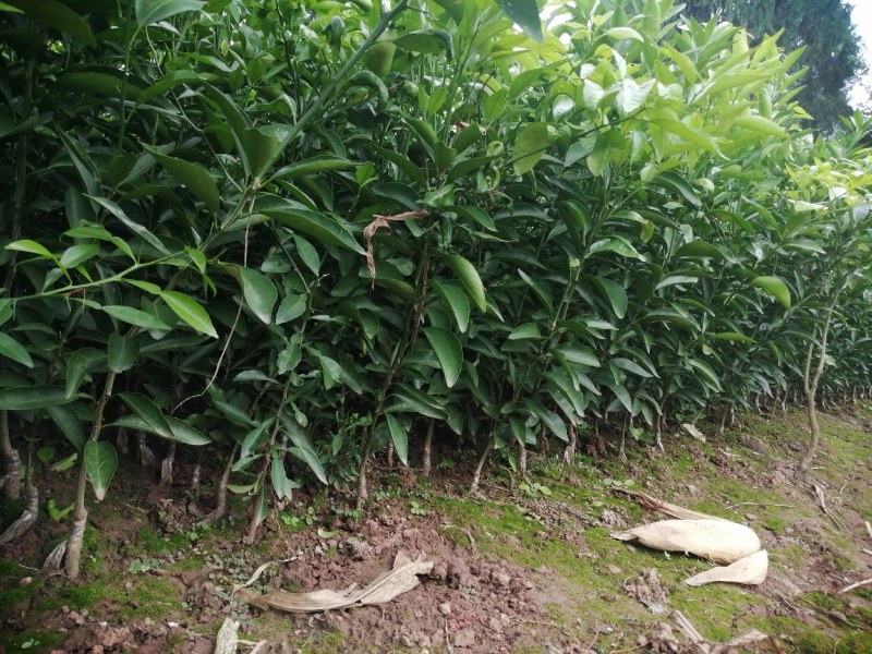 嫁接沃柑苗，耙耙柑苗，爱媛苗，脐橙苗等柑橘苗