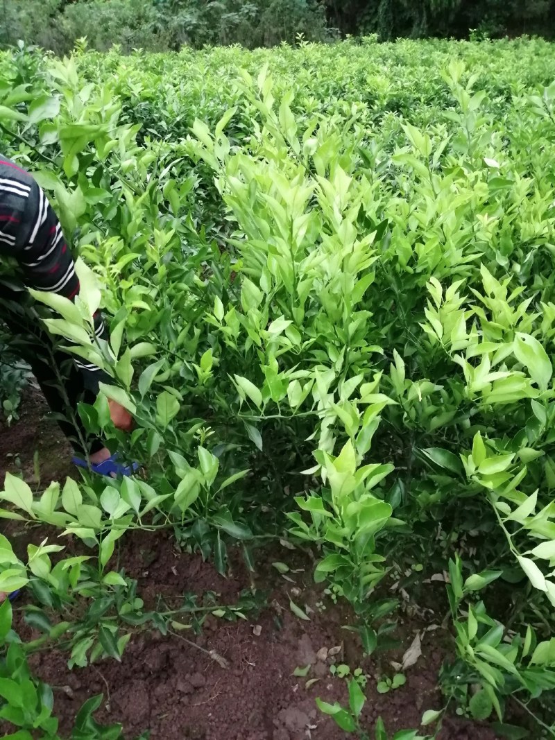嫁接沃柑苗，耙耙柑苗，爱媛苗，脐橙苗等柑橘苗
