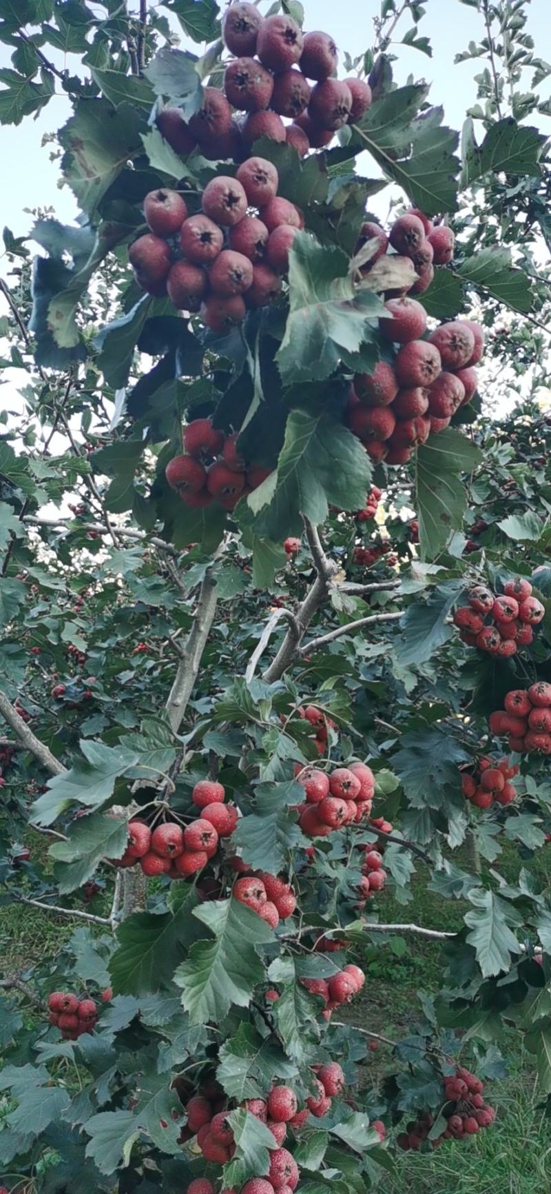 自家便宜出售大金星山楂