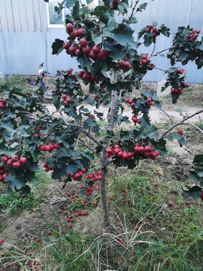 自家便宜出售大金星山楂