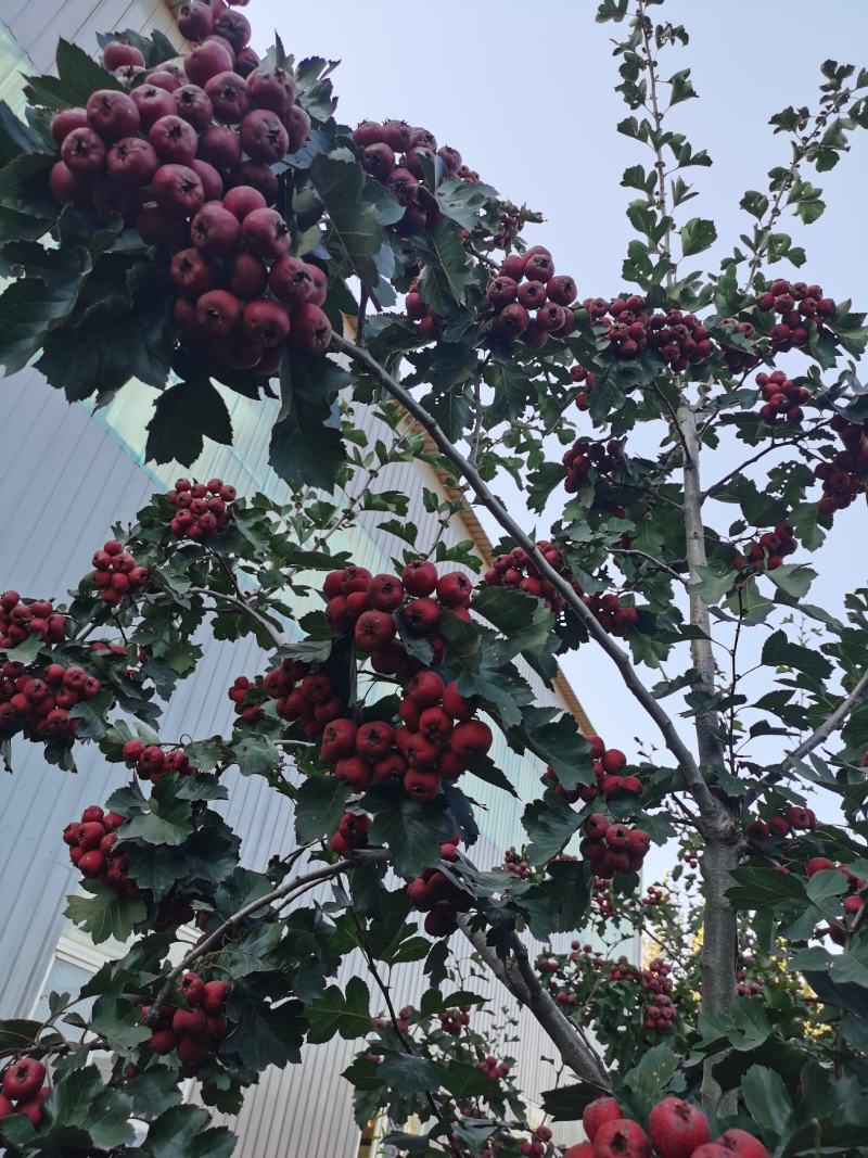 自家便宜出售大金星山楂