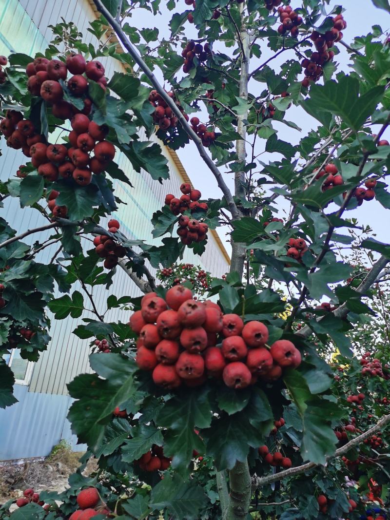 自家便宜出售大金星山楂