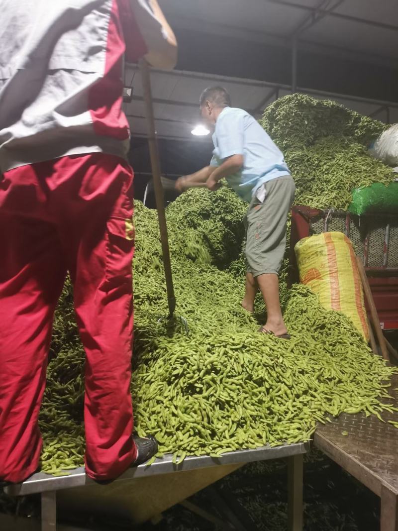 翠绿宝，四川毛豆，中华好菜，质优量大，发货速度
