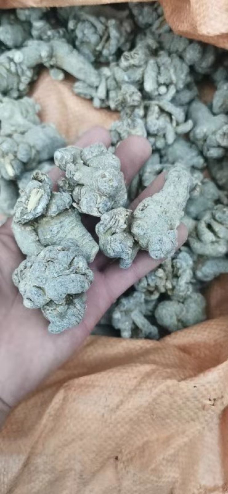 云南文山产地货源三七