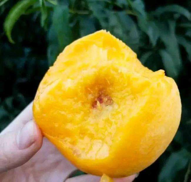 金阳一号黄桃果实特写展示